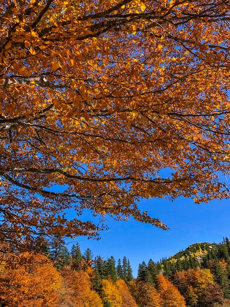 Jesienny Las Górach — Zdjęcie stockowe