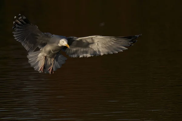 Schilderachtig Uitzicht Prachtige Vogel Natuur — Stockfoto