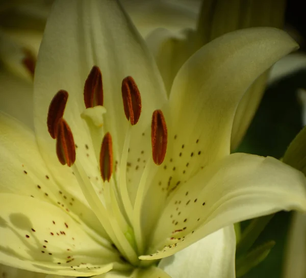 Gyönyörű Sárga Liliom Virág Kertben — Stock Fotó