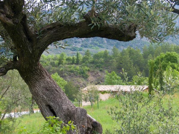 Doğanın Güzel Manzarası — Stok fotoğraf