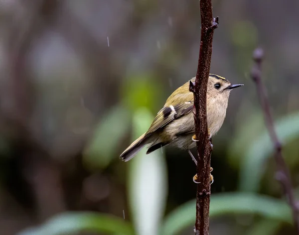 Bel Oiseau Sur Une Branche — Photo