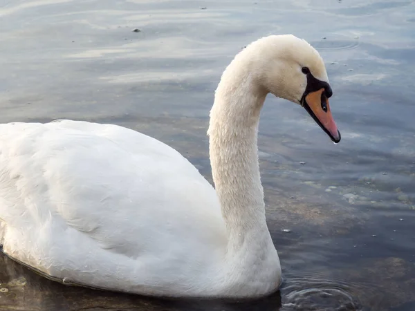 Cigno Bianco Sul Lago — Foto Stock