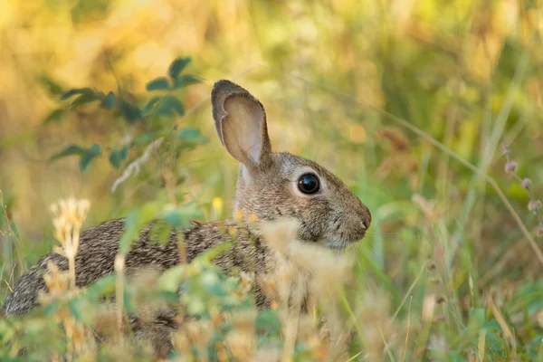 Niedliches Kaninchen Gras — Stockfoto