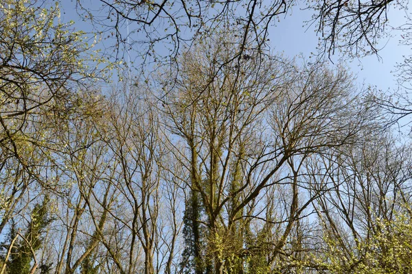 Bäume Wald — Stockfoto