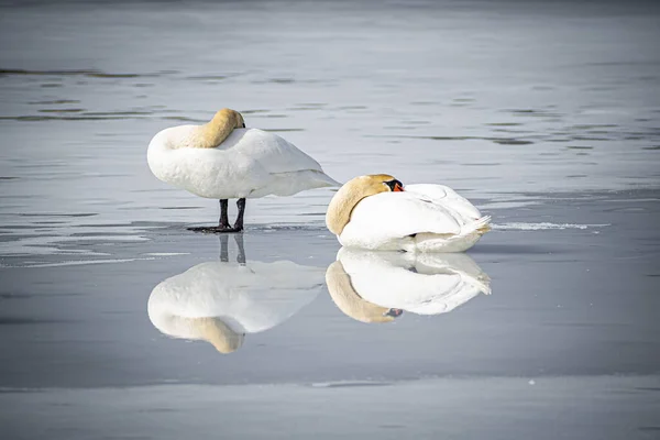 Cisne Blanco Lago —  Fotos de Stock