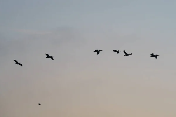 Σμήνος Πτηνών Που Πετούν Στον Ουρανό — Φωτογραφία Αρχείου