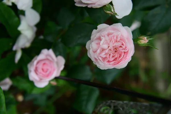 Beautiful Flowers Growing Garden — Stock Photo, Image