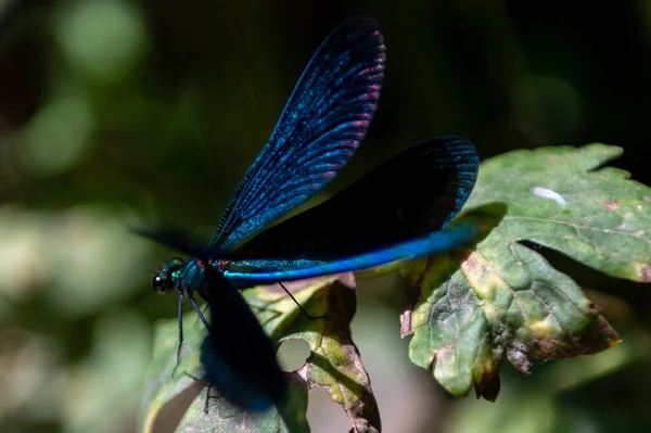 Nahaufnahme Von Insekten Freier Natur — Stockfoto