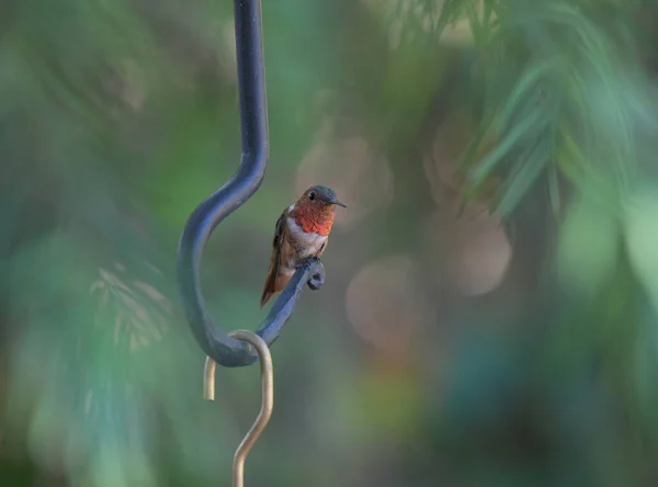 一只美丽的小鸟的特写镜头 — 图库照片