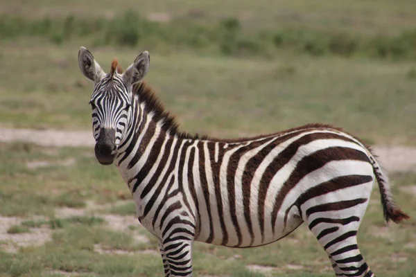 Zebra Trávě — Stock fotografie