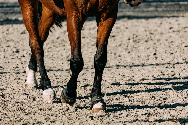 自然界に生息する馬は — ストック写真