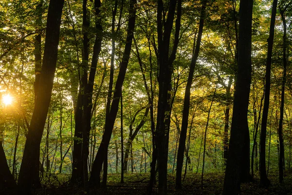 나무와 나뭇잎 아름다운 — 스톡 사진