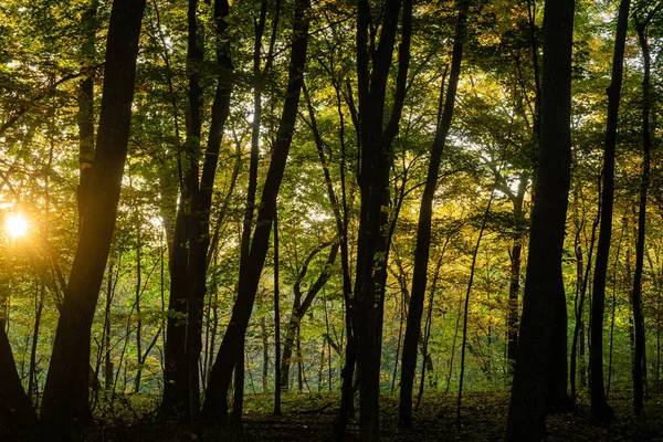 Bela Floresta Outono Com Árvores Folhas — Fotografia de Stock