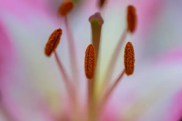 Vacker Botanisk Skott Naturliga Tapeter Blomma — Stockfoto