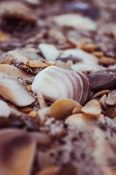 Chocolate Cake Cream Nuts — Stock Photo, Image