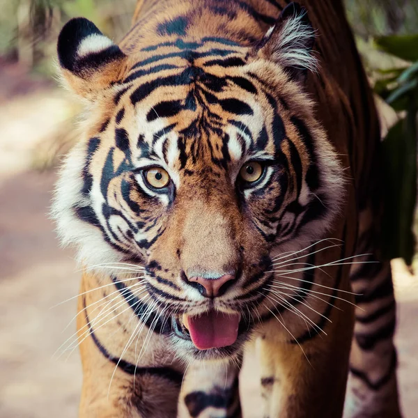 Porträtt Bengalisk Tiger — Stockfoto