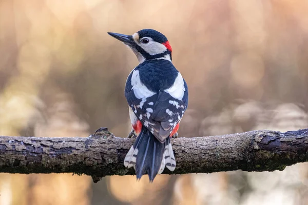 Utsikt Över Fågeln Skogen — Stockfoto