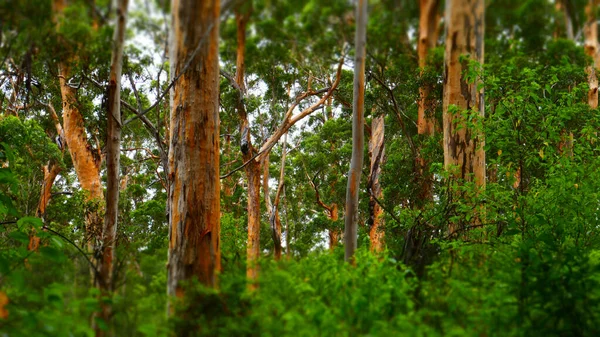 Gröna Löv Skogen — Stockfoto