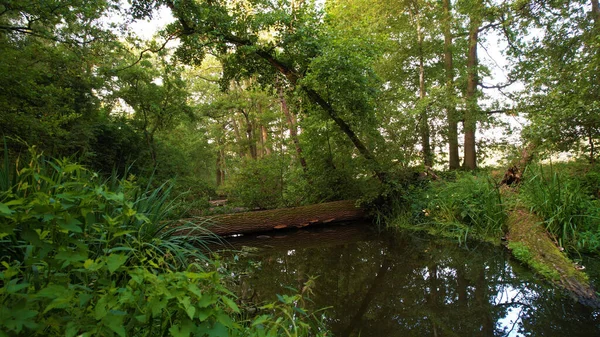 Vacker Utsikt Över Skogen — Stockfoto