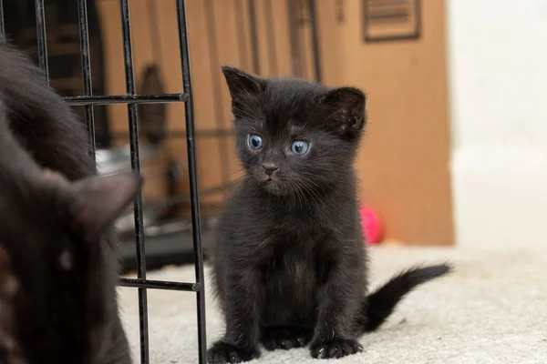 Preto Branco Gato Sentado Chão — Fotografia de Stock