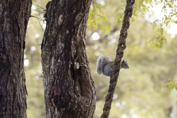 Squirrel Forest — Stock Photo, Image