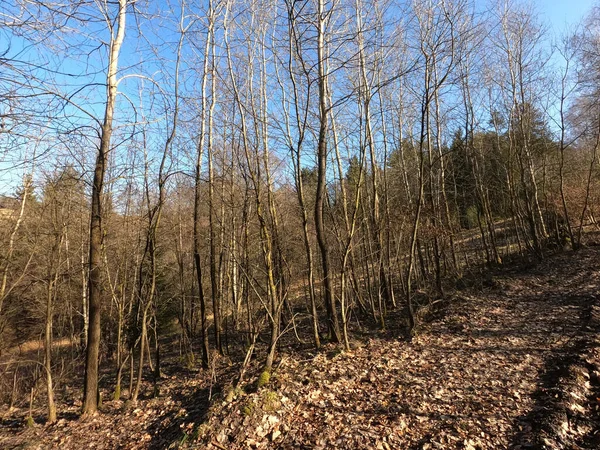 Forêt Automne — Photo