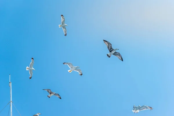 Seagulls Flying Sky — Stock Photo, Image