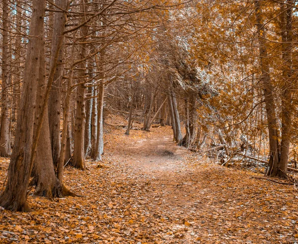 Forêt Automne Dans Parc — Photo