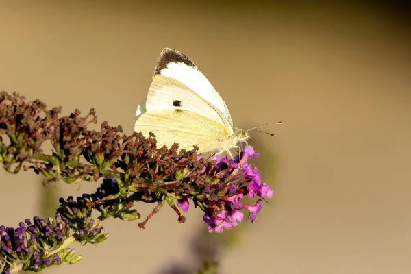 Butterfly Flower — Stock Photo, Image