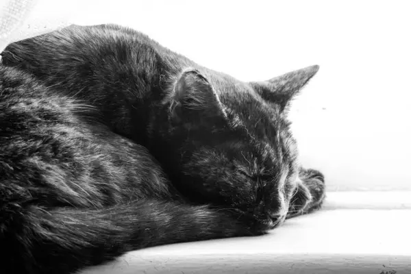 Černá Bílá Kočka — Stock fotografie