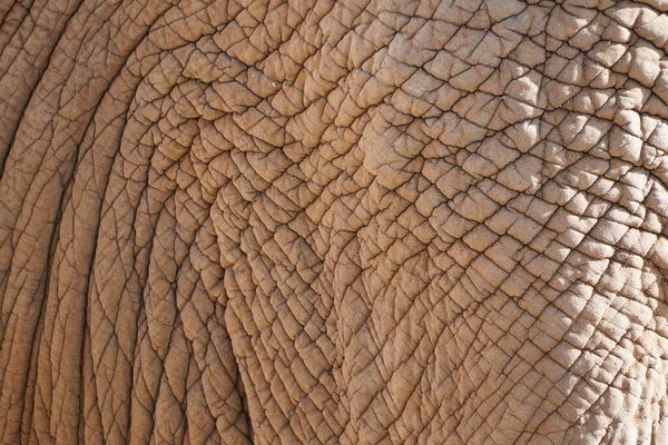 Close Large African Elphant — стоковое фото