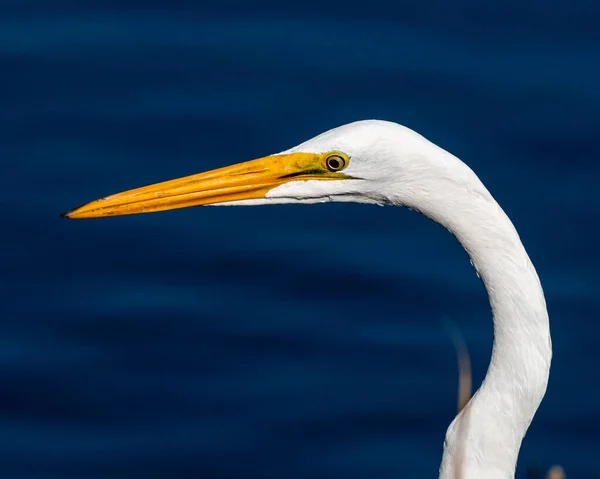 Білий Пелікан Воді — стокове фото