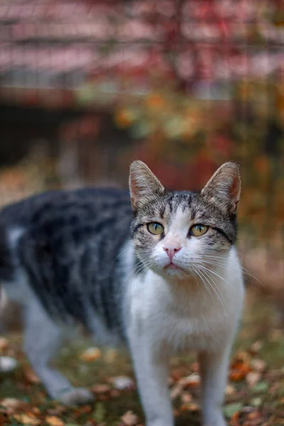 Kočka Podzimním Lese — Stock fotografie