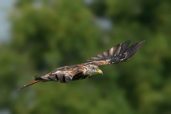 Pájaro Vuela Cielo — Foto de Stock