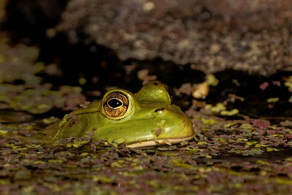 Frog Forest — Stock Photo, Image