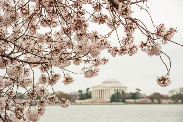 Flores Cerejeira Washington — Fotografia de Stock