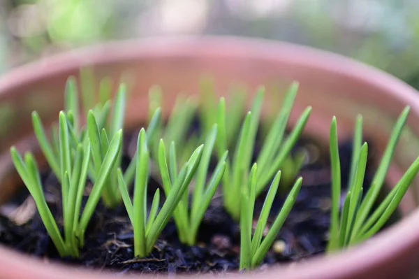 Green Grass Garden — Stock Photo, Image