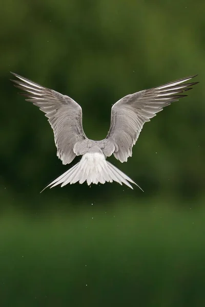 Vacker Utsikt Över Vacker Fågel Naturen — Stockfoto