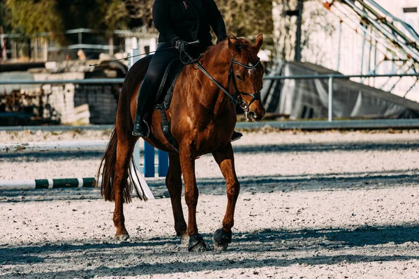 後方のパドックにいる馬は近くにいて — ストック写真