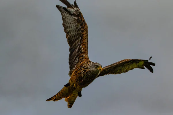 空を飛ぶ鳥 — ストック写真