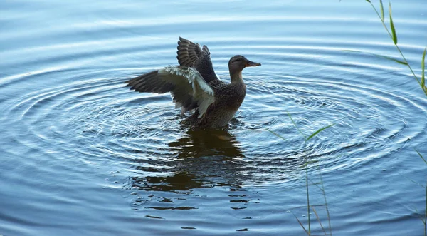 Ente Wasser — Stockfoto