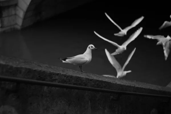 Gaivota Praia — Fotografia de Stock