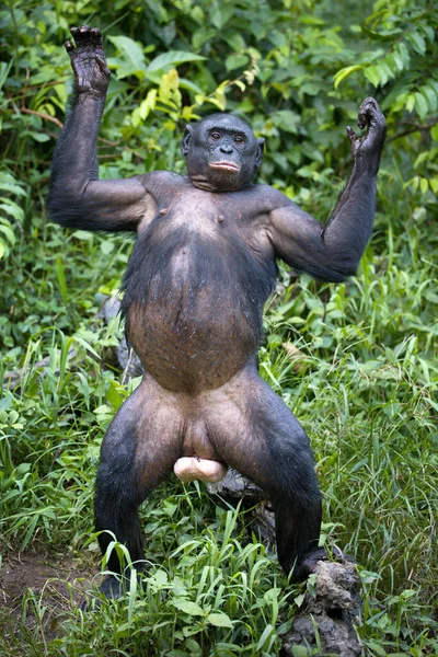 Hayvanat Bahçesindeki Goril — Stok fotoğraf