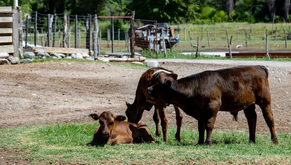 Herd Horses Grazing Farm — Fotografia de Stock