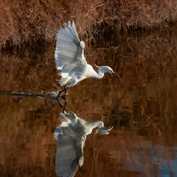Λευκό Egret Που Πετά Στο Νερό — Φωτογραφία Αρχείου