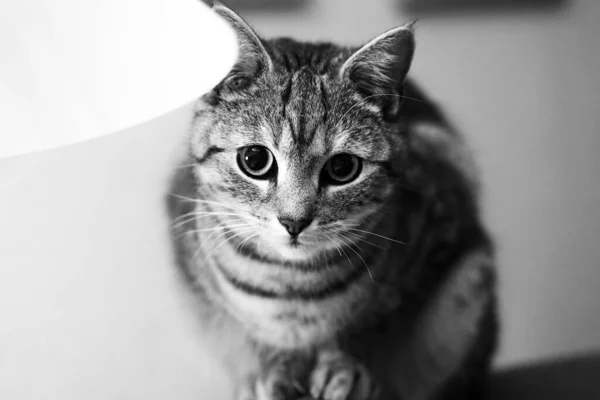 Ασπρόμαυρη Γάτα Μεγάλα Μάτια — Φωτογραφία Αρχείου