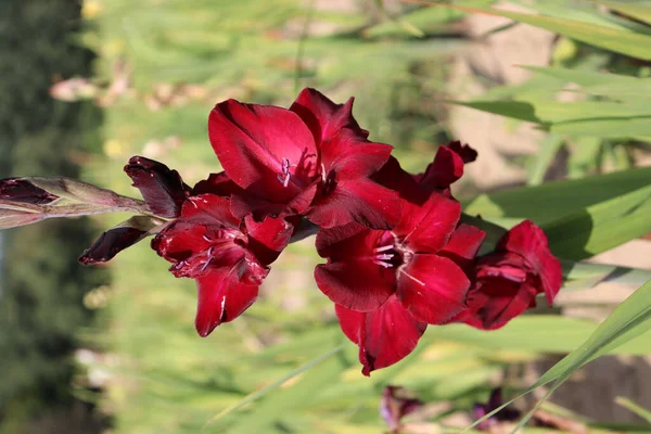 Botanická Střela Krásné Květiny — Stock fotografie