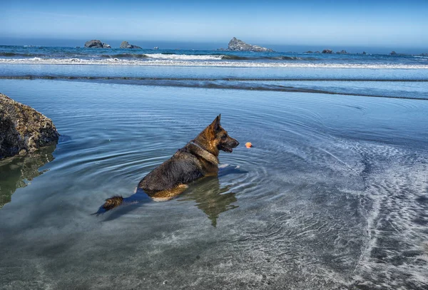 Hund Strand — Stockfoto