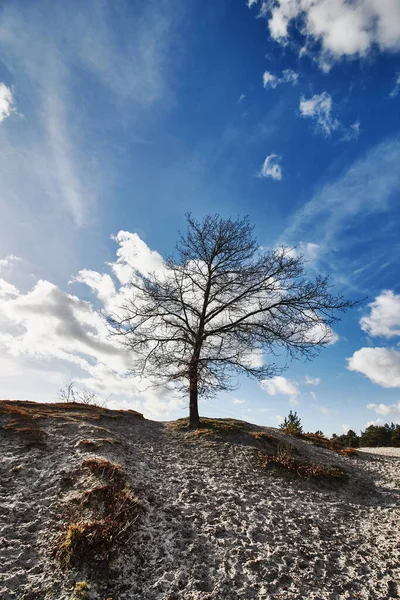 Krásná Krajina Stromem Pozadí — Stock fotografie