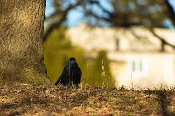 一只黑色的乌鸦坐在树枝上 — 图库照片